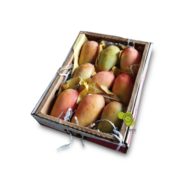 مانجو يمن كرتون