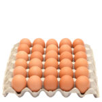 egg tray