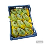 Mango Owais